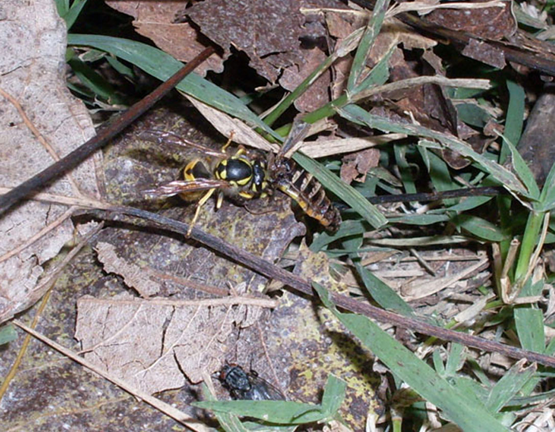 Vespula germanica che spolpano un Acridiidae